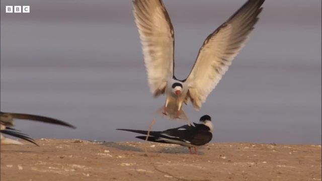 An Indian Paradise for Birds  Ganges  BBC Earth