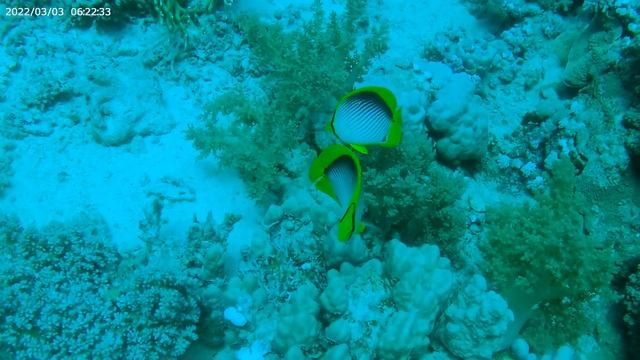 Marsa Alam Shoni Bay 2022 смотреть онлайн