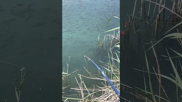 ИЗОБИЛИЕ РАЗНЫХ РЫБ В ШАРДАРЕ! УДАЧИ ВСЕМ! подписываемся смотреть онлайн