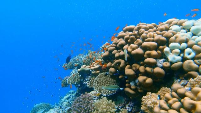 Wadi Lahami - Dive смотреть онлайн