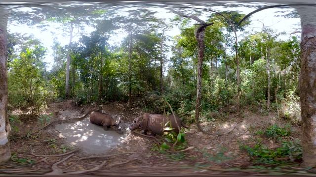 Up Close With The World's SMALLEST Rhino | VR 360 | Seven Worlds, One Planet смотреть онлайн