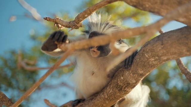 The Best Monkey Complication 4k Video Ultra HD 60FPS [cute monkey] смотреть онлайн