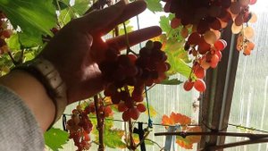 Калининградский виноград. Велес.