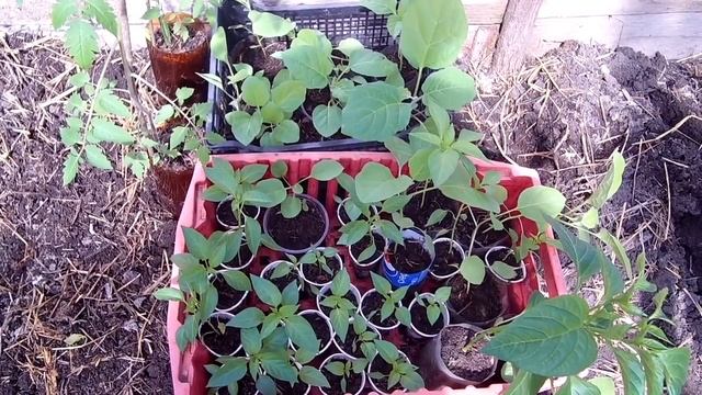 Как закалять рассаду перед высадкой в открытый грунт смотреть онлайн