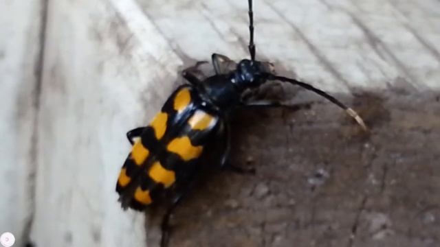 Усач лептура смотреть онлайн