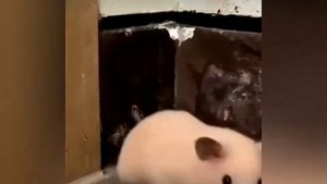 Смешные видео из лайка подборка (хз какая часть) Ч. О.
