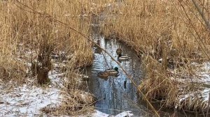 Уточки в парке Покровское-Стрешнево.