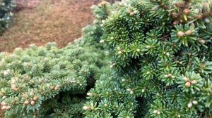 Abies koreana 'Blauer Eskimo' Miniature Korean Fir. April 23, 2020