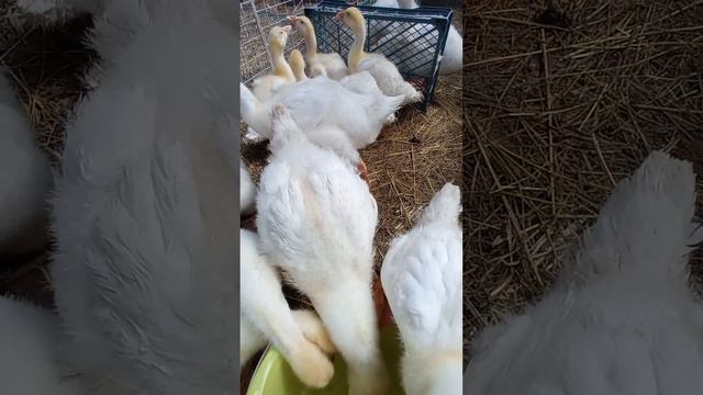 Гусята тяжелой Линды на водопое. смотреть онлайн