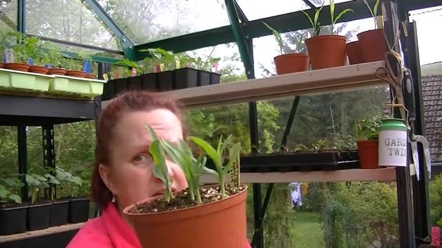 The Garden and I #6 Greenhouse check in Medium смотреть онлайн