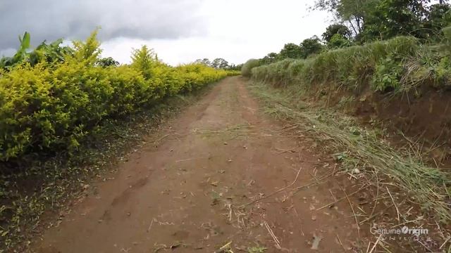 The Genuine Origin Coffee Project | Costa Rica смотреть онлайн