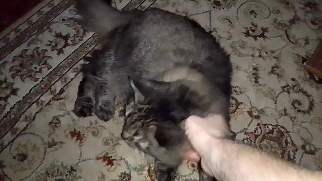 Кот Марс. Глаза во тьме. Погладил кота. смотреть онлайн