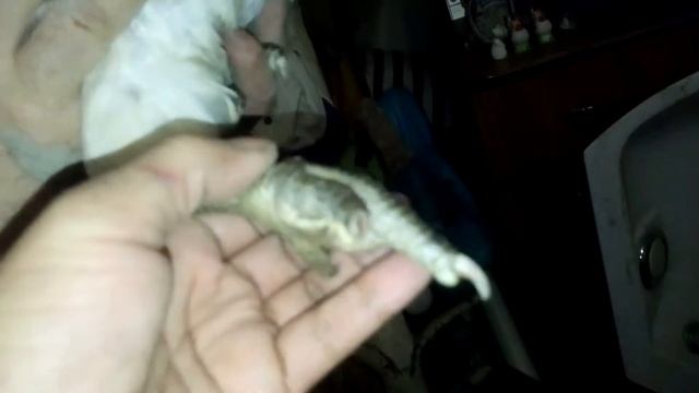 Курица мутант смотреть онлайн