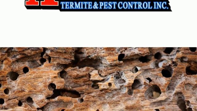 Ant Control Godley TX 76044 Pest Control