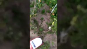 Персик Гермиона !