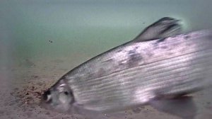 РК Раскаты 2025.01.27 3