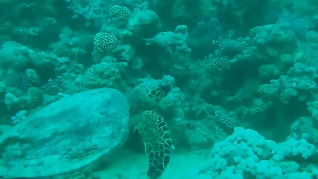 Port Ghalib 2012 смотреть онлайн