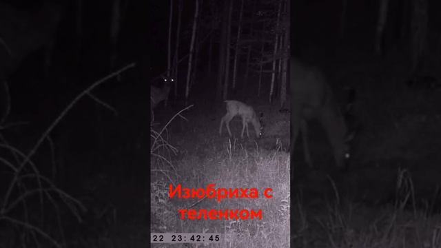 ИЗЮБРИХА ПРИВЕЛА ТЕЛЁНКА РЕДКИЕ КАДРЫ #shorts смотреть онлайн