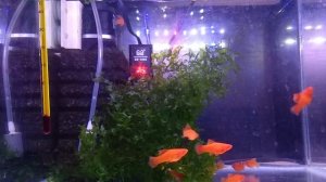 Карантин рыбок