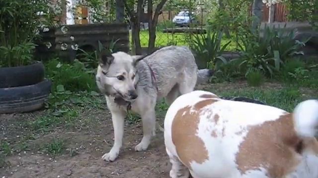 Ника смотреть онлайн