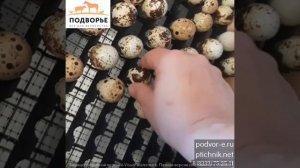 Перегородки для перепелиных яиц в инкубатор Блиц
