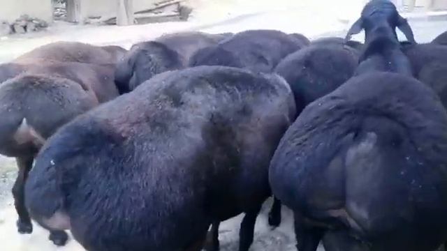 11 бош 2 тишлик кучкор сотилади 0774519118 ватсап номер +992926111339 смотреть онлайн