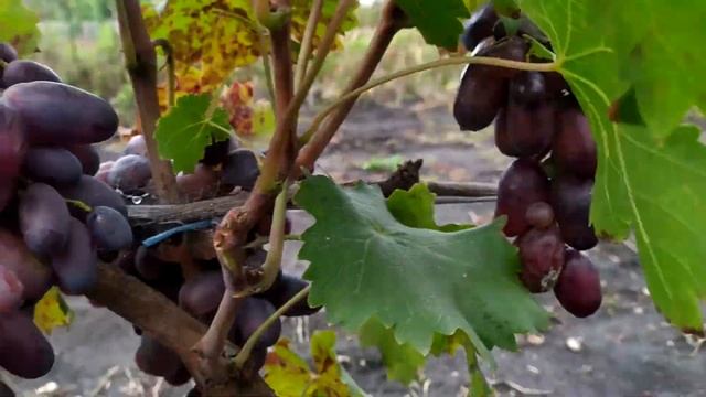 Виноград Алвіка на 11 жовтня 2022р. смотреть онлайн