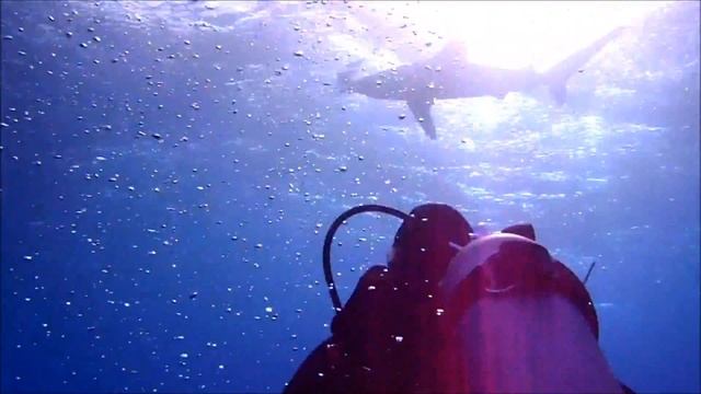 Elphinstone December 2012 смотреть онлайн