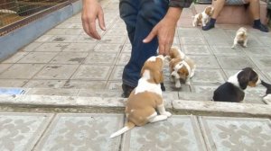 Щенки Эстонской гончей !!!! От дипломированных и рабочих родителей !!!