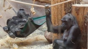 Смешной момент из жизни горилл. Family of gorillas🦍#gorilla#funny animals