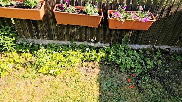 Облагораживаем дачу💐/Освятили машину/Небольшая закупка из Чехии... смотреть онлайн