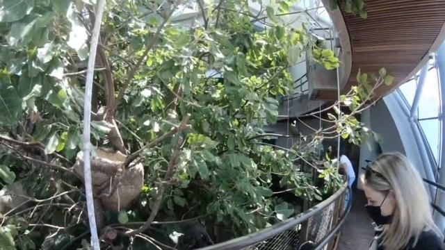 The Green Planet Dubai 🎋🦜🌳🐍🌴🦥🐢 смотреть онлайн