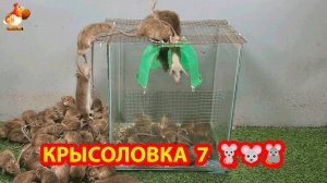 Крысоловка вариант 7 🐁 Как сделать крысоловку своими руками и поймать кучу крыс 🐀🐀🐀