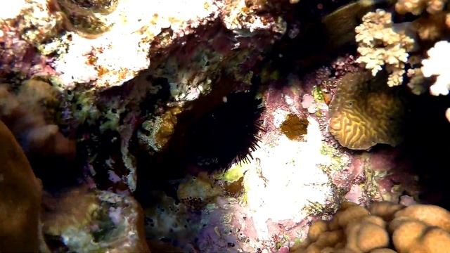 Honeycomb filefish Cantherhines pardalis Сотовый спинорог