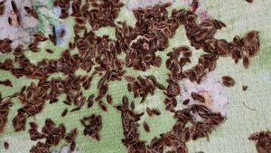 УКРОП ВСХОДИТ ЩЕТКОЙ и БЫСТРО, как посеять укроп, чтобы получить быстрые всходы!