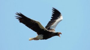 Белоплечий орлан - эндемик Западной Берингии.