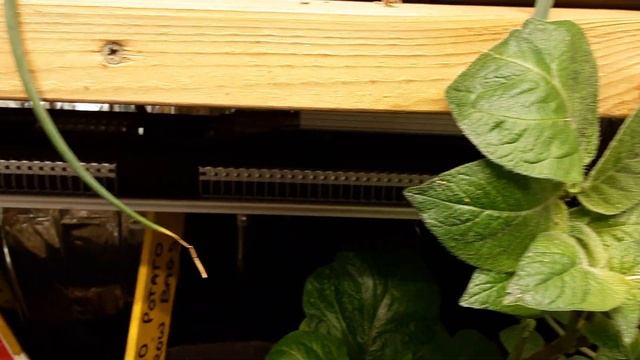 Grow Room Updates 🌻 MarsHydro LED Grow Lights 🌻 Home Made Seed Compost Update 🌻 Chitting Seeds
