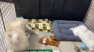 Малый немецкий шпиц, щенки малого немецкого шпица. Купить щенка малого немецкого шпица +79992121612