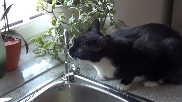 Германия.Кот Вася, пить захотел смотреть онлайн