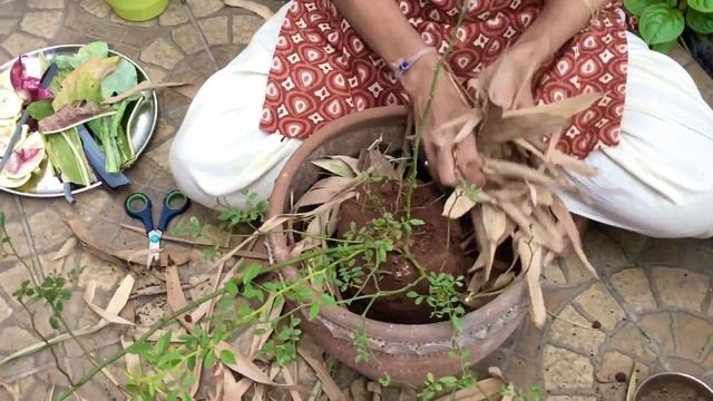 SPNF Urban Farming without Soil | सुभाष पाळेकर नैसर्गिक शहर शेती: माती वीना