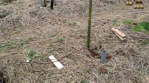 🍇 Осенняя обрезка молодых кустов винограда