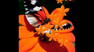 ФУТАЖИ  -красивые бабочки- ДЛЯ ВИДЕОМОНТАЖА