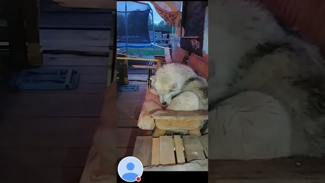 Прямой эфир с 10 #хаски смотреть онлайн