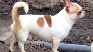 ПОЗДРАВЛЯЕМ И ПРОВОЖАЕМ Хит Харли едет жить в Воронеж 03.02.25 #купить_чихуахуа_продам 89215950848