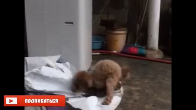 #12 Самое смешное видео года смотреть онлайн