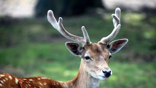 Мужик Пошёл в Лес за Грибами и Поседел, Когда Нашёл ЭТО! смотреть онлайн