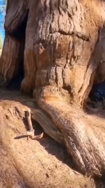 Самые высокие деревья - секвойи. #деревья #секвойи #природаземли #самыевысокиедеревья #shorts смотреть онлайн