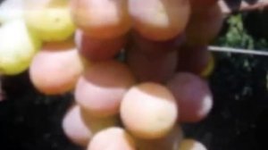 Виноград Памяти хирурга