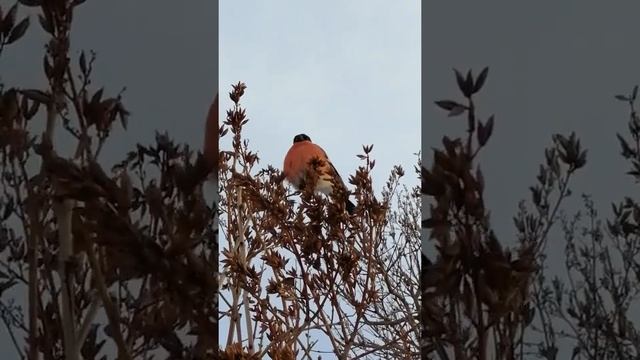 19 апреля 2020 г. смотреть онлайн