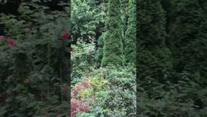 Пруд с золотыми рыбками на территории Московского Сретенского монастыря. Райский сад